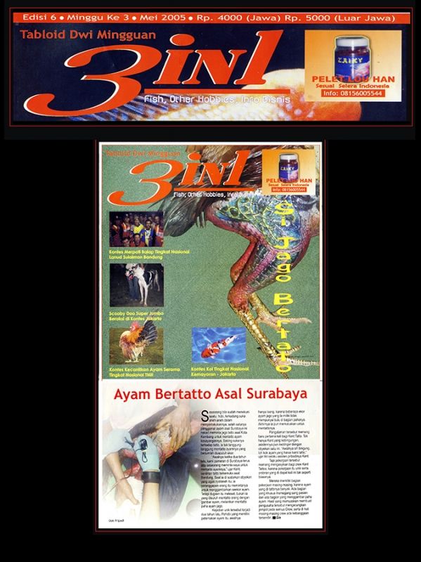 AYAM BERTATTOO ASAL SURABAYA